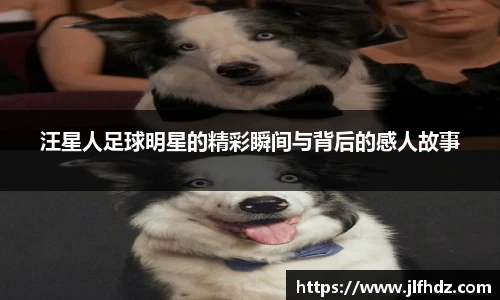 汪星人足球明星的精彩瞬间与背后的感人故事